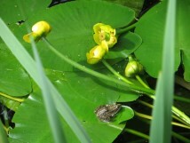 Bündnis Mensch und Natur e.V.